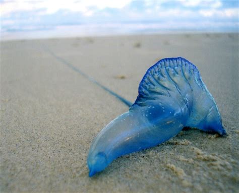 Image result for Backpropagation Algorithm GIF