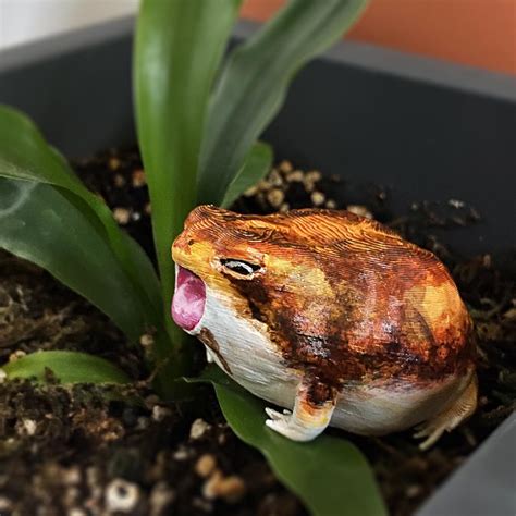 Yawning Desert Rain Frog [digital Download] - Etsy