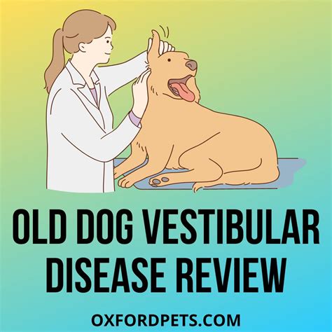 Old Dog Vestibular Disease: 10 Symptoms & 3 Home Remedies - Oxford Pets