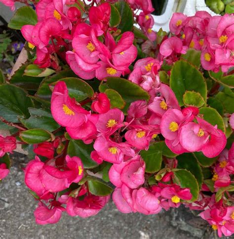 15 Best Deer Resistant Annuals That you Need to Know - Plants Craze