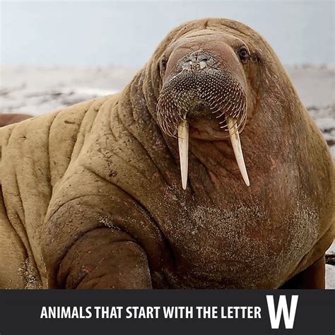 Animals That Start With The Letter P