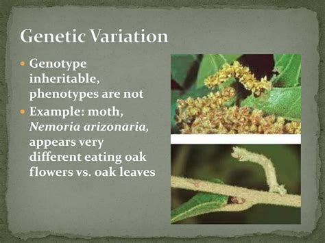 Image result for Genotype Example