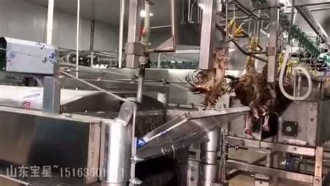 丹麦现代化猪肉屠宰分割厂，猪排流水线机器高速切块出口_凤凰网视频_凤凰网