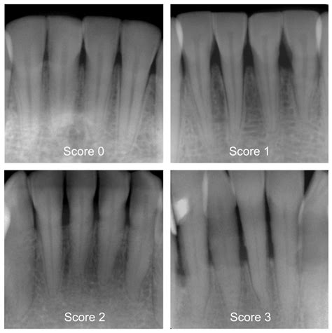 Dental Bone Loss In Dogs at Frank Keith blog