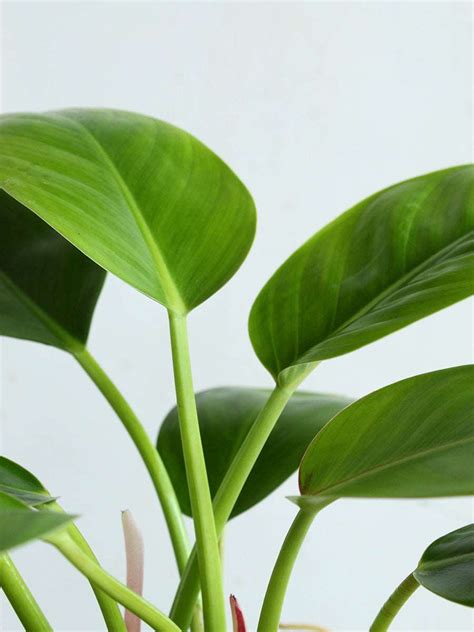 Glowing Green Combo – Greenkin