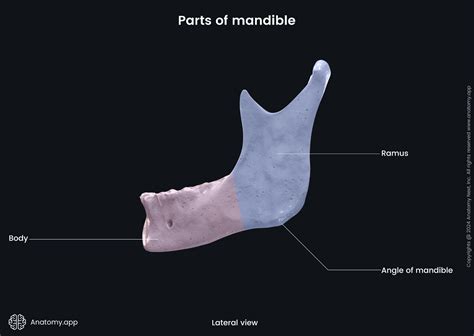 Neck Of Mandible