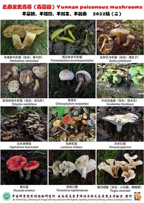 【人民网】吃野生菌必看！云南常见毒菌最新图版发布----中国科学院昆明植物研究所
