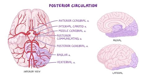 Circle Of Willis Blood Flow To The Brain Circle Of Willis