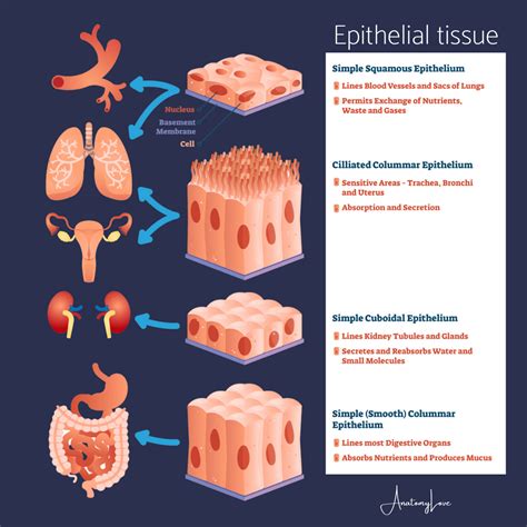 Best 13 Epithelial Tissue – Definition, types, functions, examples – Artofit