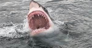 Kids watched in horror as mum bitten in half by great white shark ...