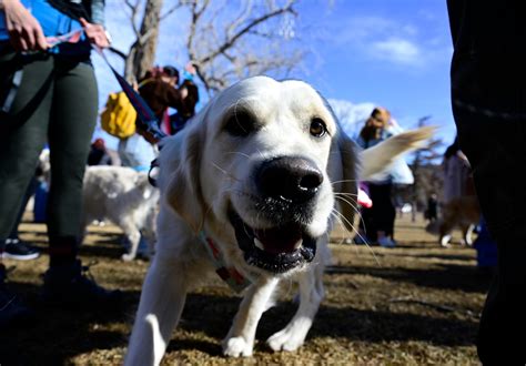 PHOTOS: Over a thousand Golden Retrievers and their owners enjoyed the ...