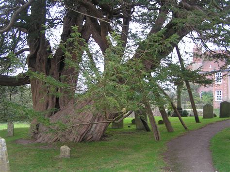 Churchyard yews | Plant-Lore