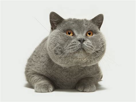 什么猫体型小 体型比较小的宠物猫_宠物百科 - 养宠客