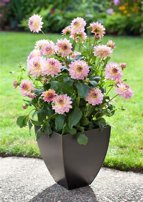 How to Grow Dahlias in Pots So They Bloom All Summer Long