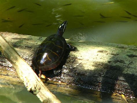 Observation 的图像结果