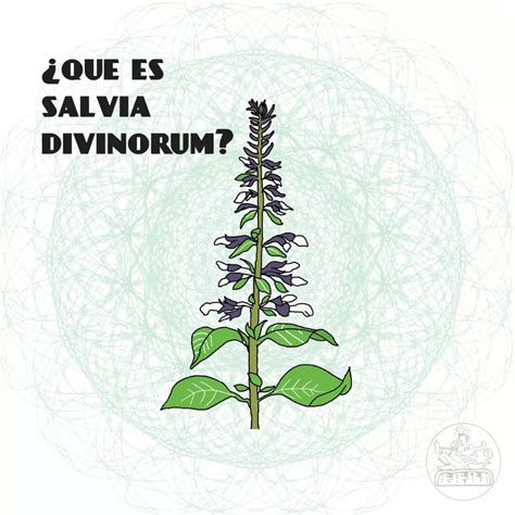 Is Salvia Divinorum Legal