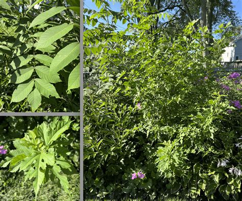 How to get rid of (unidentified) fast-growing weed trees? : r/gardening