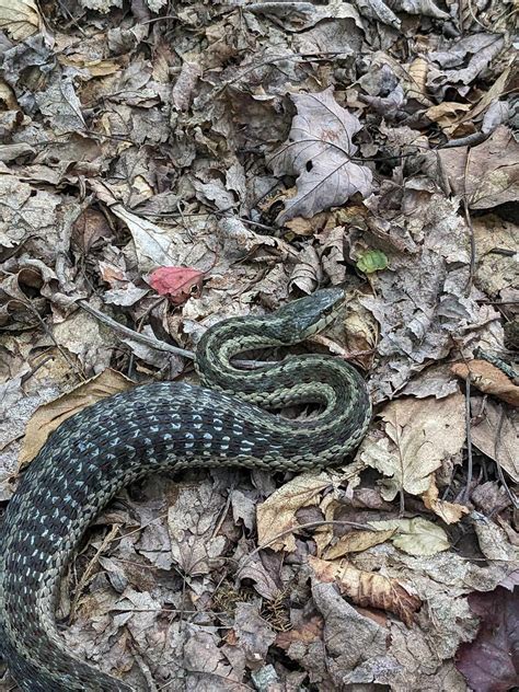 What species of snake is this? Observed in Western Pennsylvania. : r/snakes