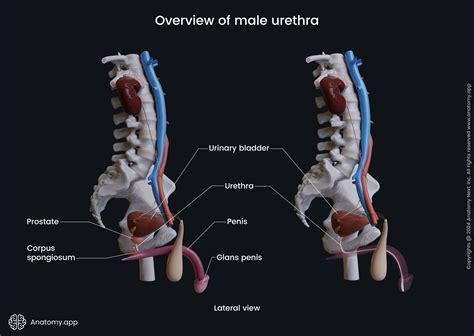 Urinary system | Anatomy.app