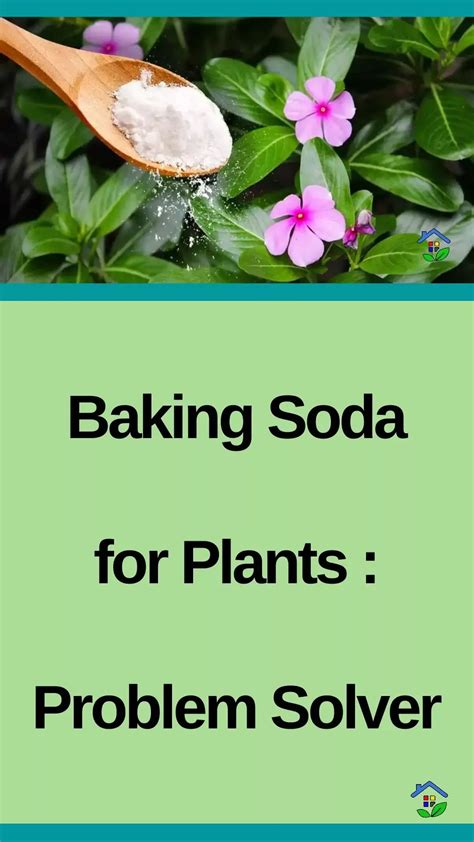 Gardening Tips: 5 Baking Soda Benefits Plants | Baking soda benefits ...