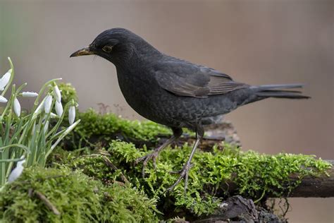 Fotos af fugle fra Danmark | Solsort