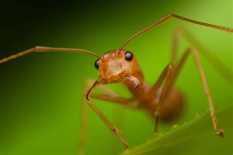 Close Up Pictures Of Ants
