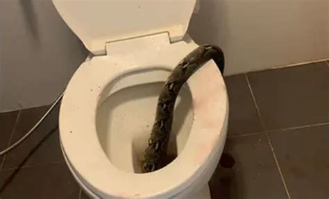 Image result for Ball Python Bites On Humans