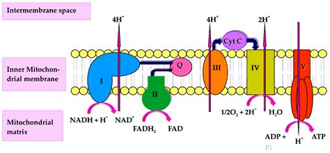 Coenzyme Q