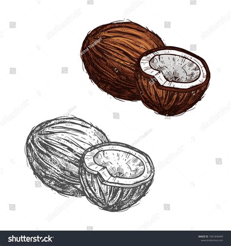 Coconut Fruit Designs at Benjamin Downie blog