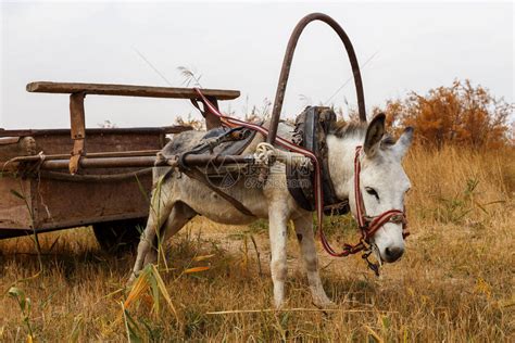 拴在铁车上的驴站在草地上吃草高清图片下载-正版图片506463242-摄图网
