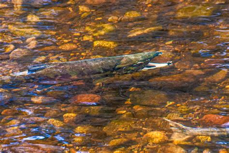 Chum Salmon - Bowen Island Conservancy