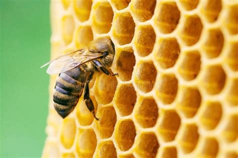Apiary Management |Care and Management of Beekeeping | ~ Agri Info