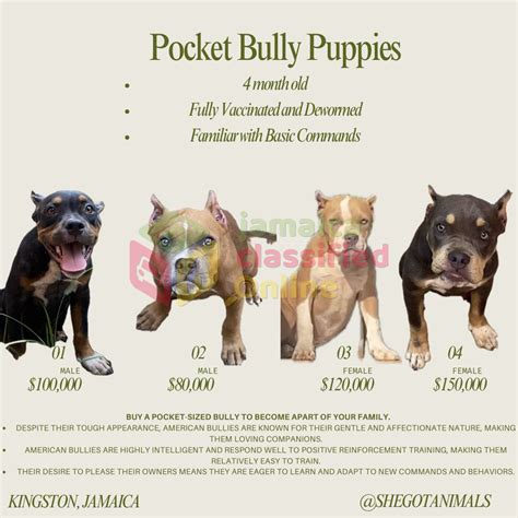 For Sale: Pocket Bully Puppy - Constant Spring