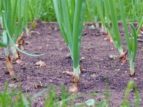 How to Grow Green Onions In Water & Soil (Full Step-by-Step Guide)