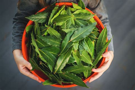 Bay Leaf Plant Care