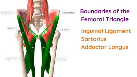 Femoral Canal Femoral Triangle at Kansas City University of Medicine and ...