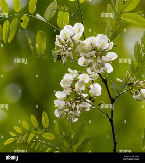 Black Locust flowers (Robinia pseudoacacia) blooming in spring Stock ...
