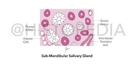 infection salivary glands