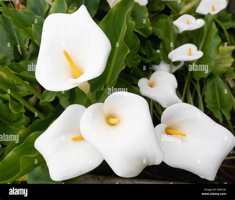Arum lilies. Calla lily. Exotic White Zantedeschias with large fluted ...