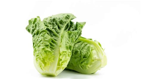 Bunny Romaine Lettuce