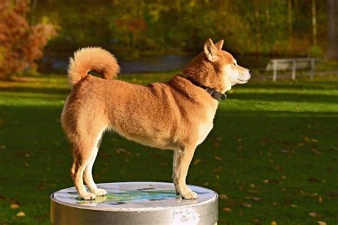 Are Shiba Inus Hypoallergenic? Unveiling the Truth About Shiba Inus and Allergies