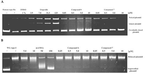 Dynophore-Based Approach in Virtual Screening: A Case of Human DNA ...