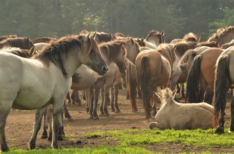3840x2160 wallpaper | herd of horses | Peakpx
