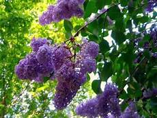 lilac tree lilac tree with flowers syringa vulgaris lilac tree lilac tree with flowers syringa vulgaris