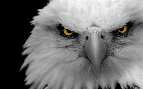 Eagle Eye HD Wallpapers - Top Free Eagle Eye HD Backgrounds ...