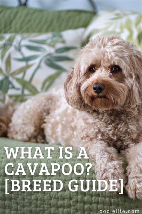 Image result for Cavapoo 101