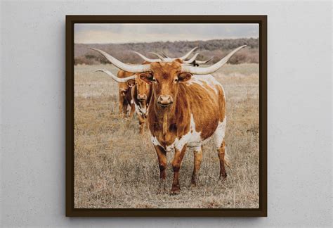 Large longhorn art texas longhorn canvas print cattle photography fine ...