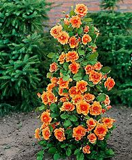 Image result for Patio Climbing Roses