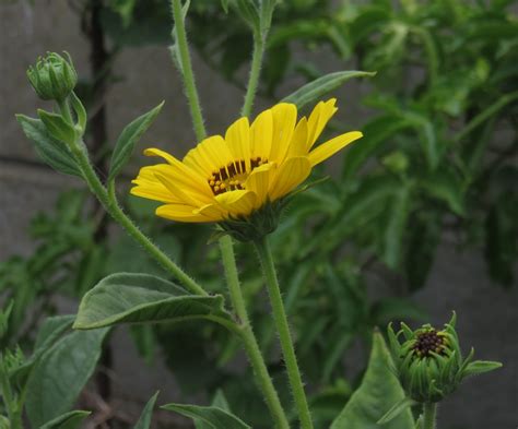 growing Jerusalem artichokes