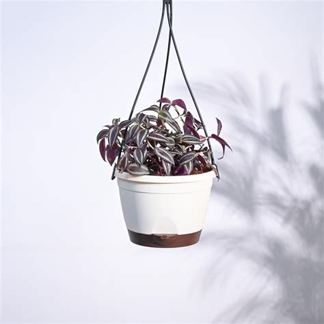 Buy Wandering Jew Plant in Hanging Pot | Safe Home Delivery | Ugaoo